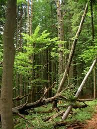 Rezerwat przyrody Plenisko